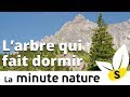 L'ARBRE QUI FAIT DORMIR (No 104)