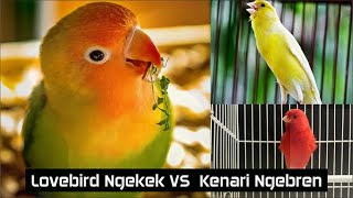 Masteran Lovebird Ngekek VS Masteran Kenari Ngebren Masteran Burung calon Juara Samoyii Kicau