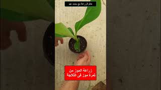 زراعة الموز من البذرة  Growing bananas at home