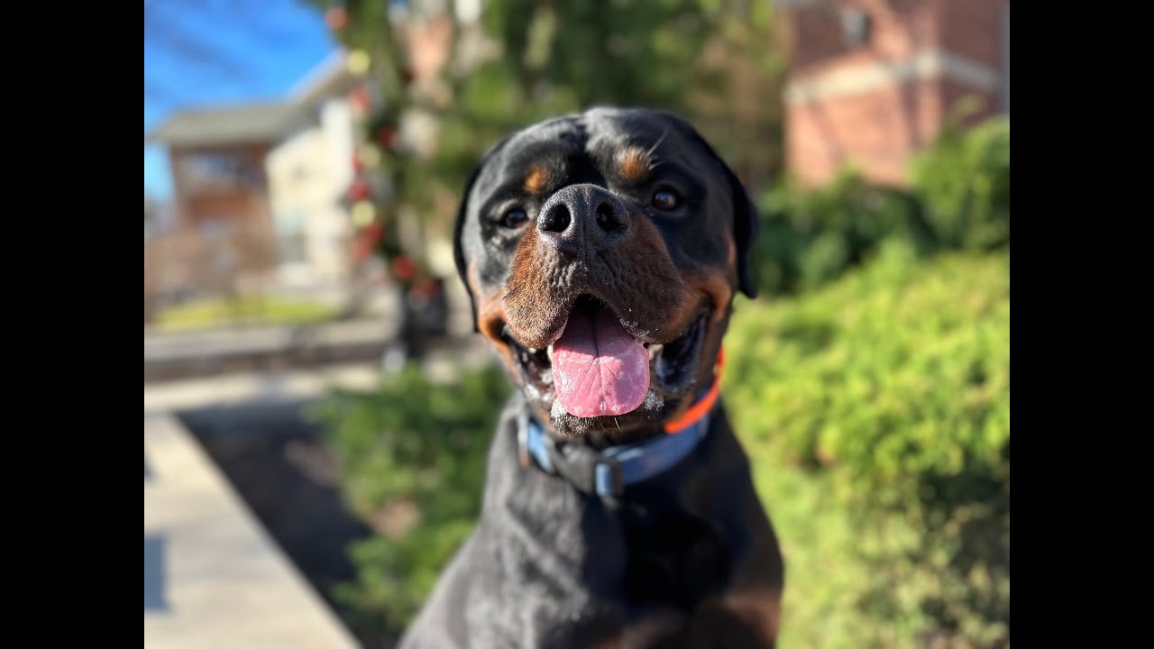 Ranger - 1.5 Year Old Rottweiler - Dog Training Omaha Nebraska, Off Leash Reliable Dog Training