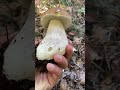 🍄🟫🌲🍂🍁