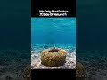 Tuskfish Persistence: Breaking Shells for Survival
