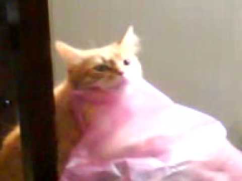 why do cats lick plastic bags best plastic 2018