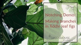 Notching Demo: Making Branches in Fiddle Leaf Figs