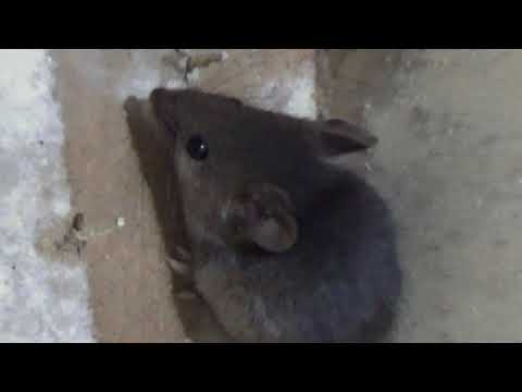 Videó: A molygombóc távol tartja az egereket?