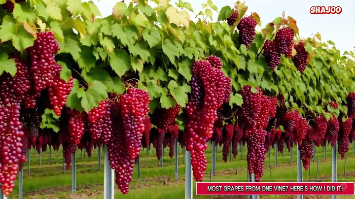 Most Grapes from One Vine Here's How I Did It!