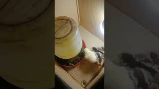 5Heads Ra Pero Okay Ra Mao Ramay Gihatag Payts Ra Japon