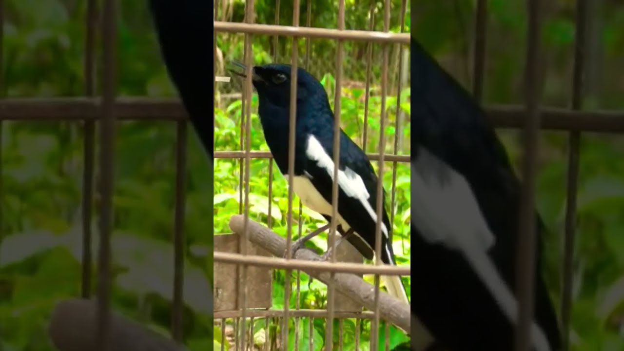 chòe than hót cực căng lửa #shorts #birds #kacer - youtube