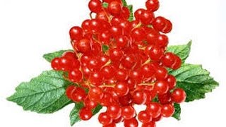 КАЛИНА НА СПИРТУ - лечит простуду КАЛИНА НА СПИРТУ - лечит простуду