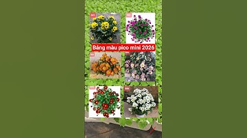 Bảng màu cúc pico mini 2026 #cucpico #caygiongcucpico #cucpicocaymo