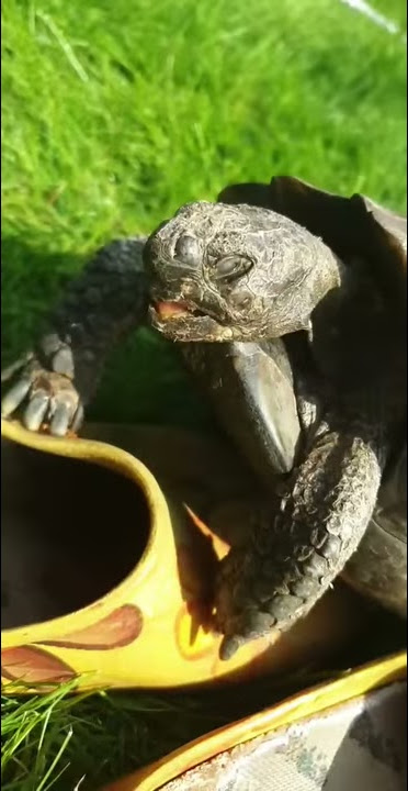 Tortoise nuts on a shoe