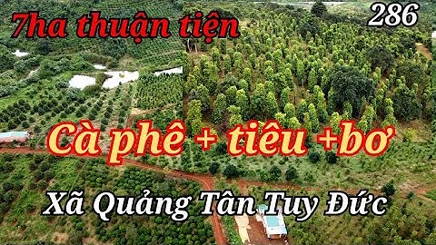 7 héc ta Đắk Nông Cà Phê, Tiêu + Bơ xã Quảng Tân huyện Tuy Đức quá thuận tiện