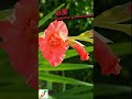 啵啵頭BOBOTO: #劍蘭 #唐菖蒲 #Gladiolus #縮時攝影 #timelapse #花開 #微距攝影 #步步高升 #療癒影片 #園藝