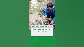 Chuột đồng mùa nước nổi có giá bán cao #shorts