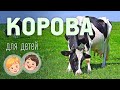 Корова Видео про животных для детей 3