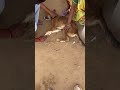 #animals #doglove #doggielife #dogs #dogvideos
