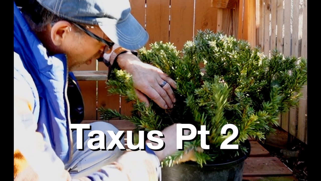 Taxus Pt2:  Dave's Bonsai E364