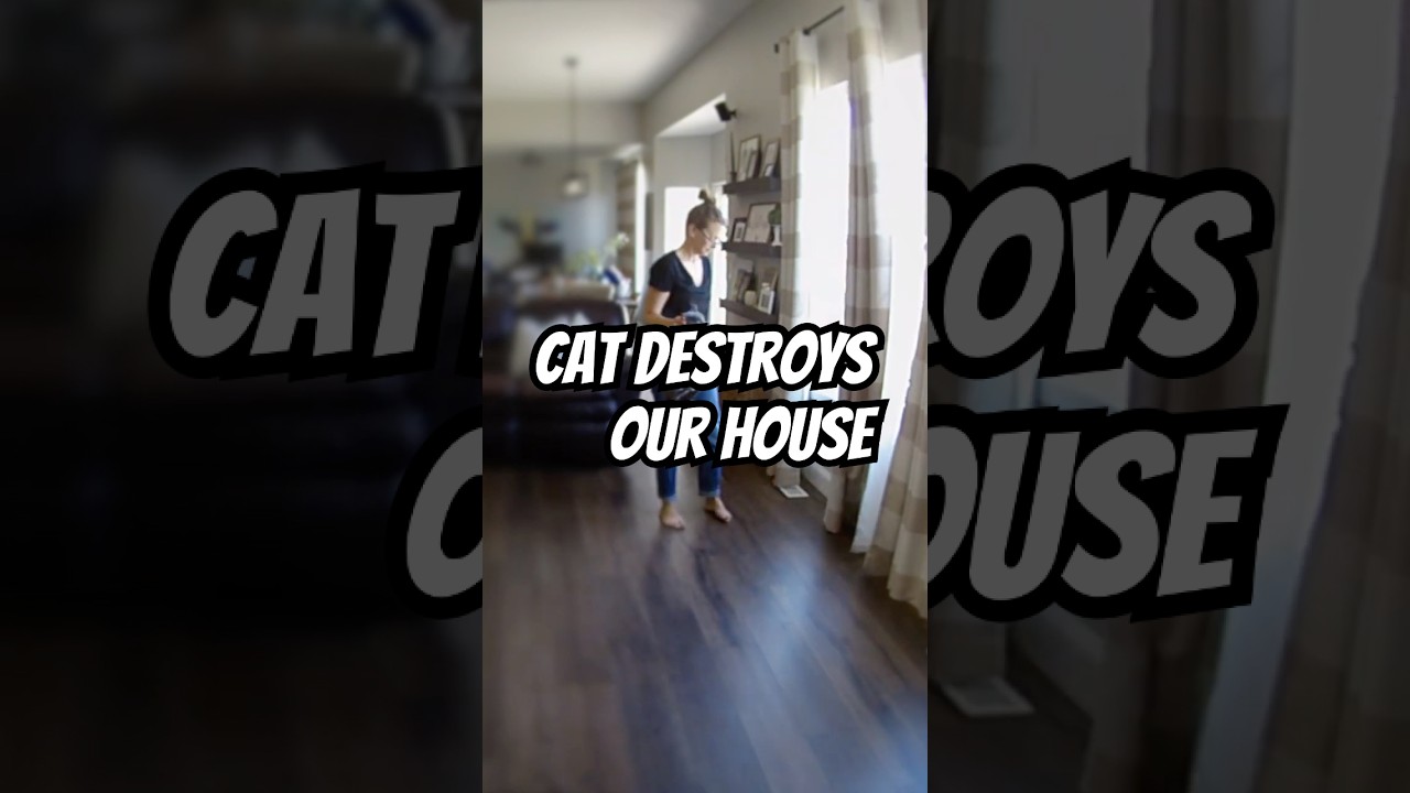 Cat Destroys Curtain 