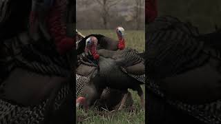 Slow Motion Turkey Shot deadlypassion shorts