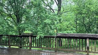 Sleepy ASMR Light Forest Rain