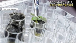「月の土」で植物栽培成功　アポロ計画で採取(2022年5月14日)