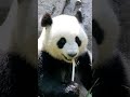 Pandas eat how much!?