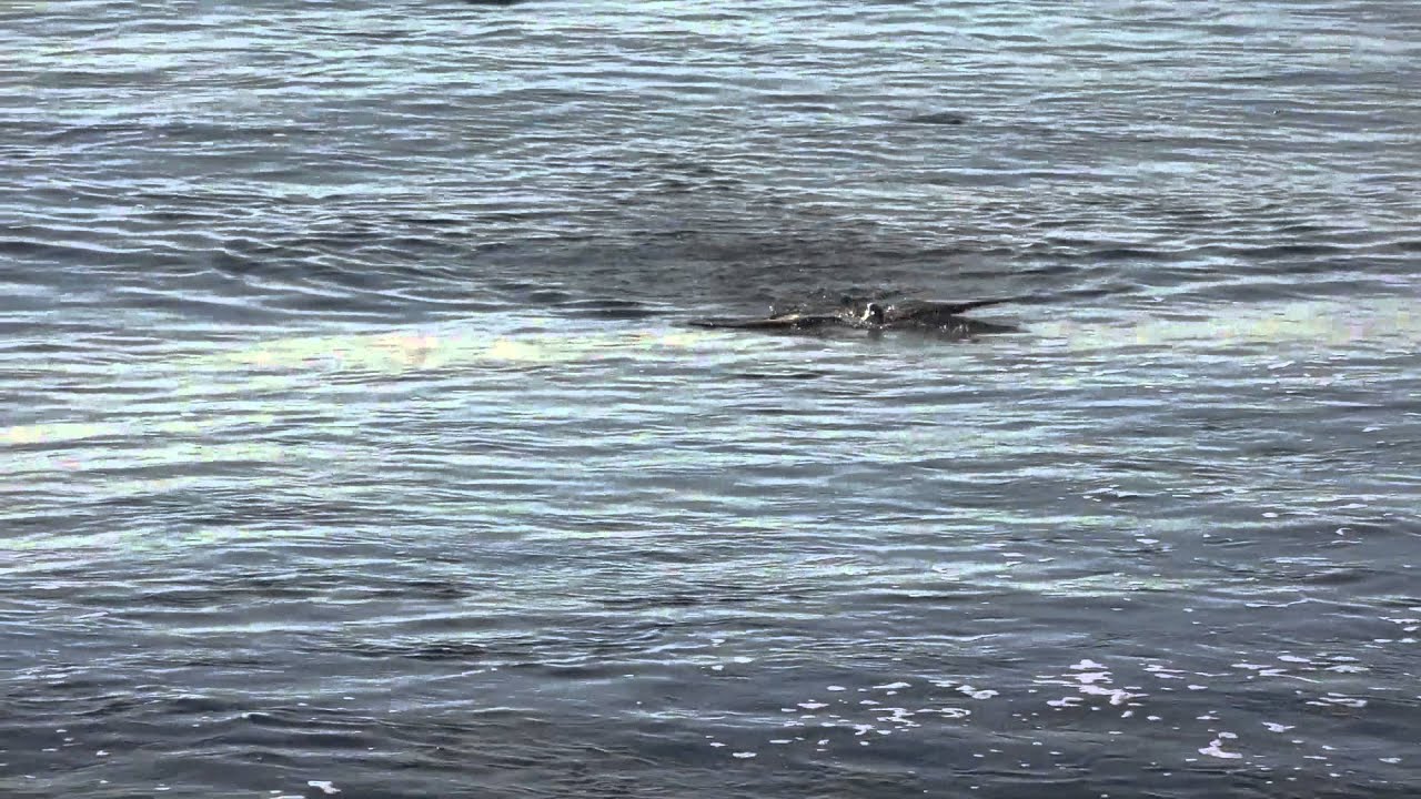 ミサゴ獲物を落下 ミサゴその２ 動画あり Zisama Pami 動物や風景などの写真を気の向くままに掲載するブログ