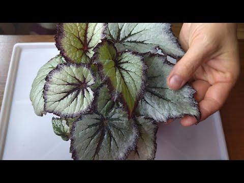 Video: Ua Ntej-flowering Begonia