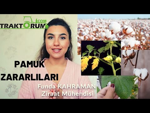 Video: Pamuk Kökü Çürüğü Belirtileri - Pamuk Kökü Çürüklüğü Hakkında Bilgi ve Kontrol