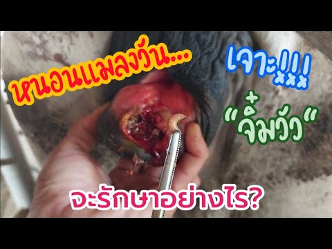 หนอนแมลงวัน "เจาะจิ๋มวัว" จะรักษาอย่างไร?