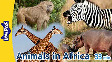 Animals in Africa | Gorilla Crocodile Baboon Giraffe Elephant Hippopotamus Lion Zebra Ostrich