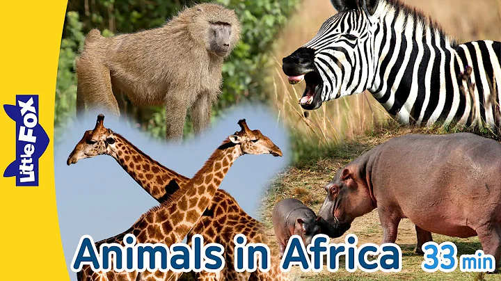 Animals in Africa | Gorilla Crocodile Baboon Giraffe Elephant Hippopotamus Lion Zebra Ostrich - DayDayNews