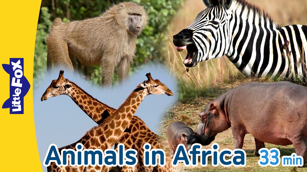 Animals in Africa | Gorilla Crocodile Baboon Giraffe Elephant Hippopotamus Lion Zebra Ostrich