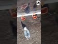 Golden misri poultry farming !!  گولڈن مصری پولٹری فارم