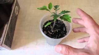 Выращивание рассады томатов в стаканчиках