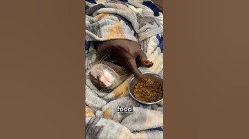This Otter just wants a hug 🦦💕 #animals #pets #cutepets #shorts