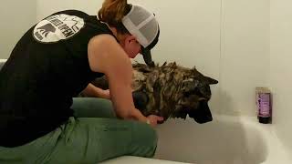 Bath TIME American Akita Style by Life Wild Open ® 363 views 5 months ago 8 minutes, 1 second