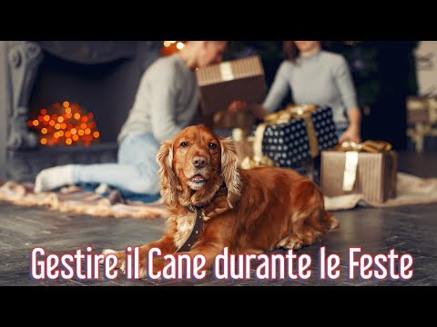 Video: Come evitare problemi gastrointestinali nei cani durante le festività natalizie