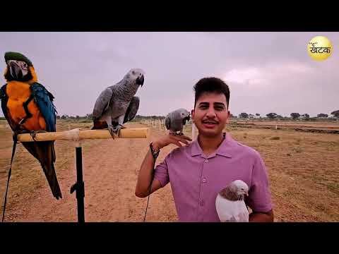 बाड़मेर में पहली बार ऐसा नज़ारा! उत्तराखंड से आया शख्स, इशारा करते ही तोते-कबूतर करने लगे कमाल...