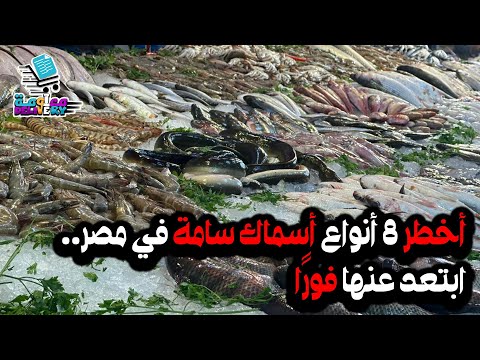 أخطر 8 أنواع أسماك سامة في مصر ابتعد عنها فور ا