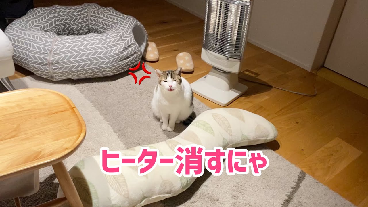 深夜】ヒーターの前で 必死にアピールする猫w - YouTube