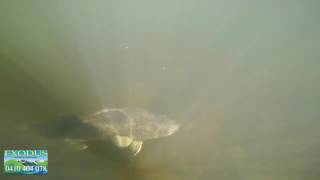 Eastern Cod in natural environment Nymboida