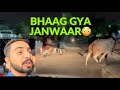 Bhaag gya janwaar bhaee  fb area ki cow bhi dekhnai gai