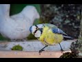  tuto nature du jhm  comment bien nourrir les oiseaux en hiver