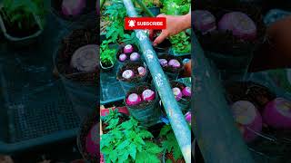 El sistema de cultivo que está conquistando Latinoamérica #Hidroponia #Hydroponics #AgroTech