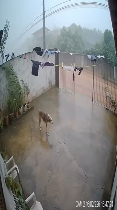 😇🐶 Deve estar tudo bem né?🤔 #cachorro #camera #chuva #tempestade #ia #sora2