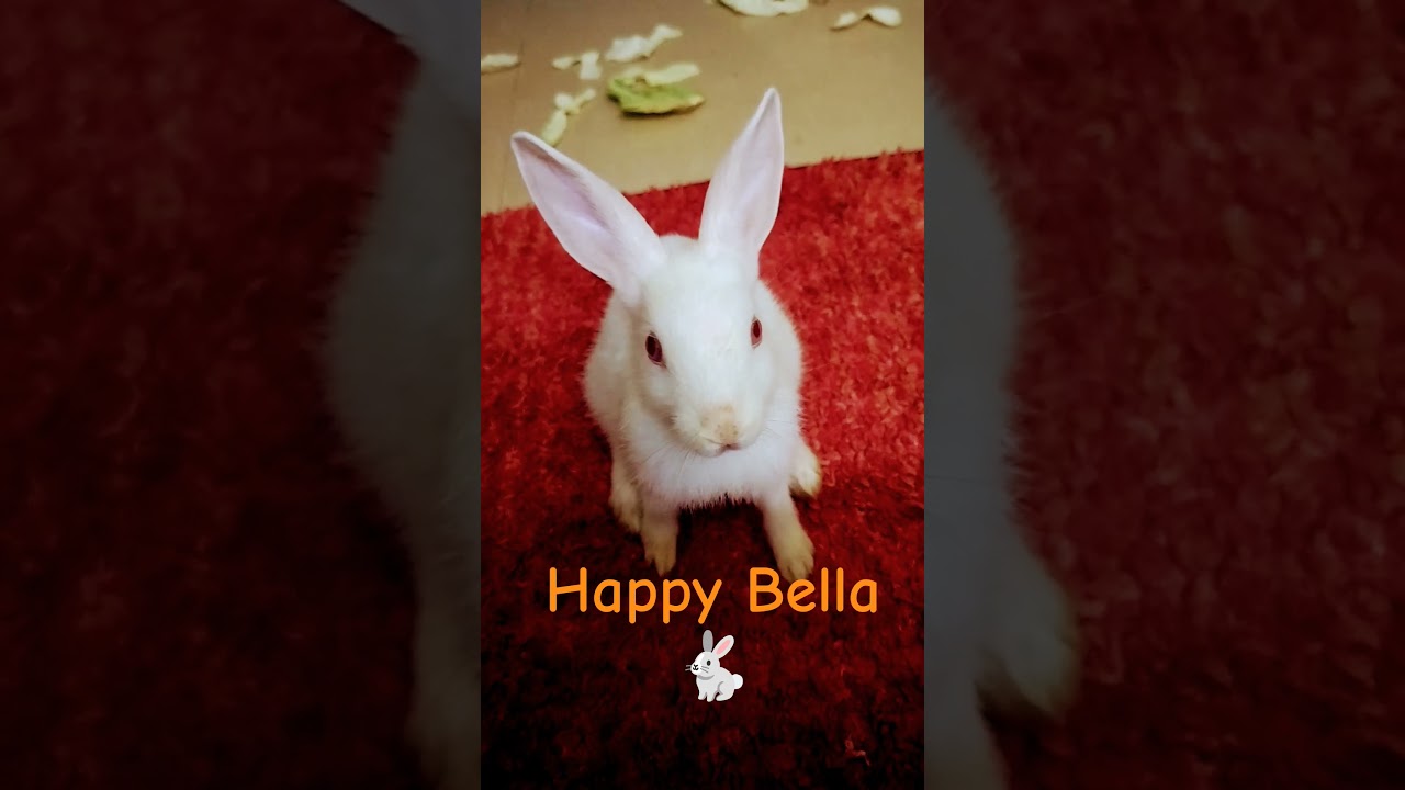#happybella
