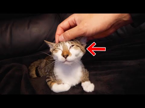 妹と添い寝する子猫を撫でてみると意外な表情を見せました…笑