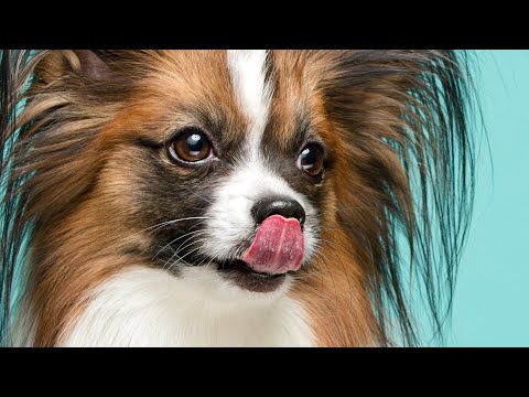 Vídeo: Por que meu cachorro tem um nariz seco?