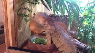 Iguana head bobbing
